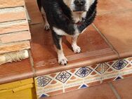 TOMEO, m., kastr., Chihuahua - Sipplingen