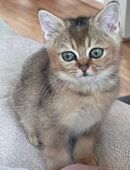 Süße BKH x Golden Chinchilla Kitten – abgabebereit in 13089