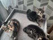 3 süße Babykatzen, Mädchen und 2 Jungen - Oberkochen