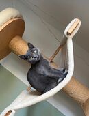 BKH Kitten abgabebereit Mädchen in 21244