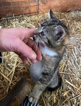 Süße junge Katzen - Halver