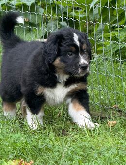 Australien sheppard × Border collie × Leonberger Mix - Vellahn