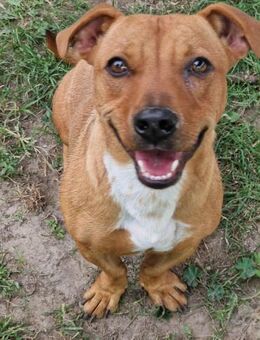 Dodi von kettenlos - Bollingstedt