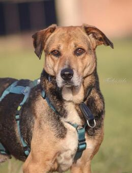 Tessa eine vorsichtige Seele ❤️ - Salzwedel (Hansestadt) Zentrum