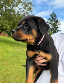 Wunderschöne Rottweiler Welpen - Neustadt (Wied)