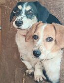 Doppelpack Burkus und Csöpi suchen zusammen ein schönes Zuhause bei lieben einfühlsamen Menschen..... in 65597