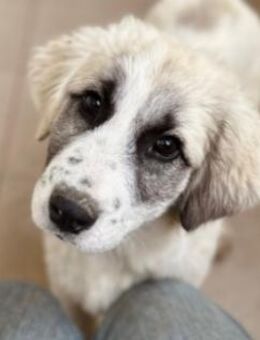 JULIE - fröhliches, liebes Welpenmädchen - Kallmünz