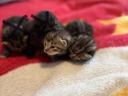Kitten/Männlich - Köln
