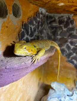 Bartagame mit Terrarium - Elsdorf Elsdorf
