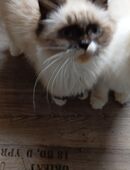 3 Wunderschöne Kitten(Kater) in 61194