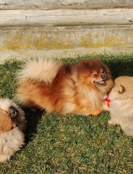 Super süße Kleinspitzwelpen und Pomeranian - Menteroda