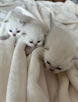 Wunderschöne reinrassige Bkh Kitten - Simmern (Hunsrück)