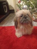 . Shih tzu in 06925