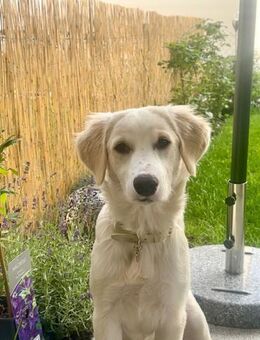 Kaya sucht ein eigens Körbchen - Celle