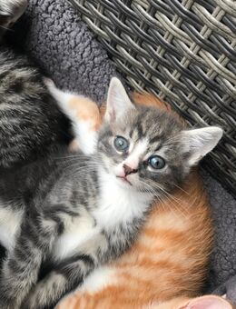 Kitten - Delmenhorst