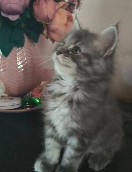 Reinrassige Maine coon kitten - Hohenroda