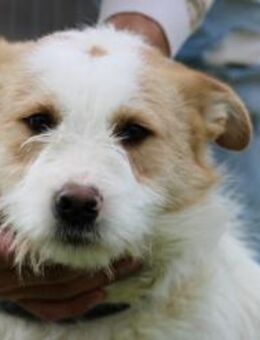 Gimbly - aufgeweckt u. verspielt - Lohra