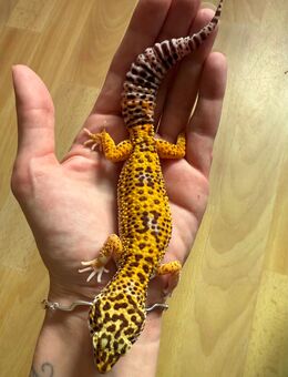 1.0 Red Dymont Leopardgecko Männchen ENZ 24 abzugeben - Emsdetten