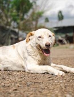 BEAUTY - tolle Hündin sucht eine Familie - Erfurt
