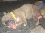 Old English Bulldog Welpen mit Ahnentafel - Fambach