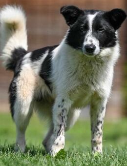 PLUTO - zutraulich, verträglich - Linden (Hessen)