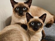 Siam Siamkatze Weibchen & Männchen - Dortmund Scharnhorst