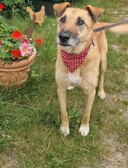 Freundliche,hübsche Elsa - Berlin