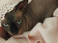 Sehr liebe Sphinx Katze - Hamm