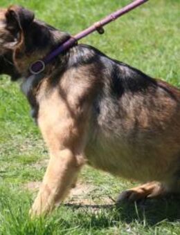 Masa - vorsichtiges Hundemädchen - Kissing