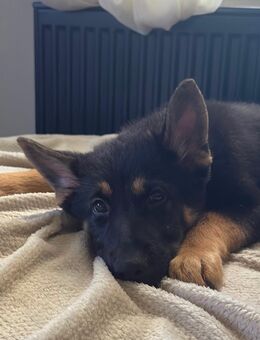 Deutscher Schäferhund Welpe - Duisburg