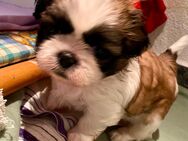 Shih Tzu Welpe Kira - Seeland Gatersleben