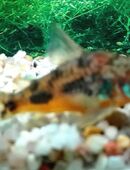 Marmor Panzerwelse in 97618