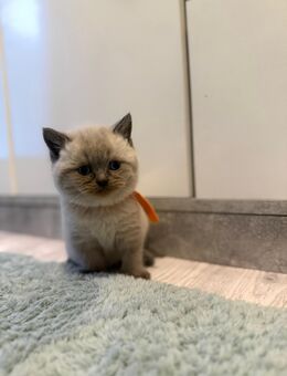 BKH Blue Point und Tabby Point Kitten - Bremen