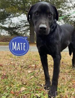 Mate ein absoluter Familienhund - Flörsheim-Dalsheim