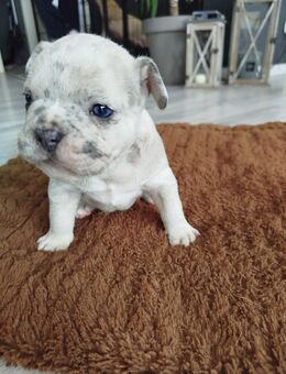Dieser süßer bub sucht ein zu Hause - Norderwöhrden