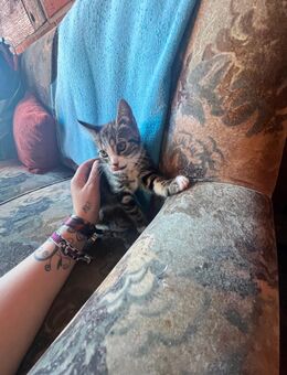 Katzen dürfen ausziehen - Siedenburg