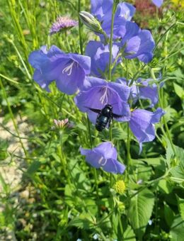 Pfirsichblättrige Glockenblume (Campanula persicifolia) - Horgenzell