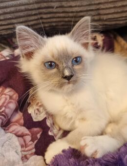Heilige birma kitten/Kater - Overath