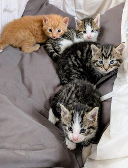 Babykatzen Kitten Katze Baby - Hamm