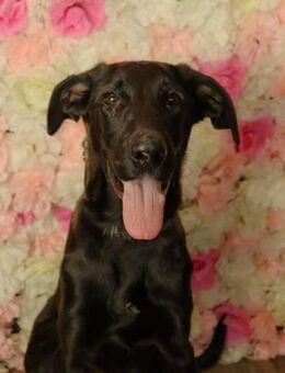 Szuszu von kettenlos - Bollingstedt