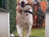 Buddy, geb. 01/2023 sucht sein Happy-Home - Boxberg (Oberlausitz)