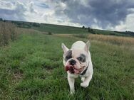Französische Bulldoggen Rüde 3 Jahre mit Papieren - Gundelfingen (Donau) Zentrum