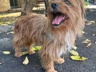 🐾 BERNIE kleiner Yorkshire-Held sucht - Kassel
