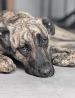 Sirius wünscht sich ein Zuhause - Nordwalde