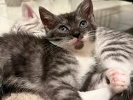 Baby Katze /Kitten - Swisttal
