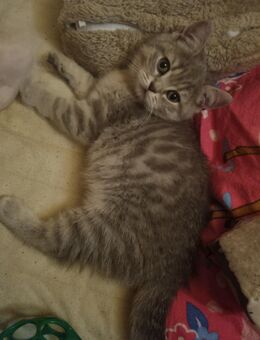 Britisch Kurzhaar Mädchen Abgabe 23.11 - Rerik