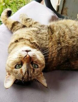 ❣️Goldie ✨ - Goldlöckchen❣️ - Eislingen (Fils)