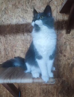mainecoon - Tauberbischofsheim
