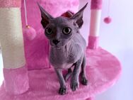 Sphynx Mädchen - Essen