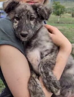 Inga, wunderschöne Fell-Zeichnung - Steinhagen (Nordrhein-Westfalen)